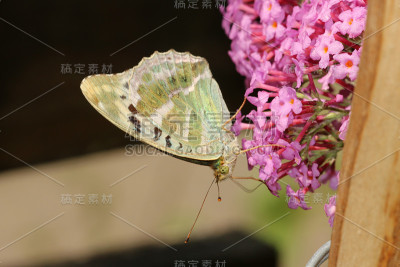 凯撒曼特尔