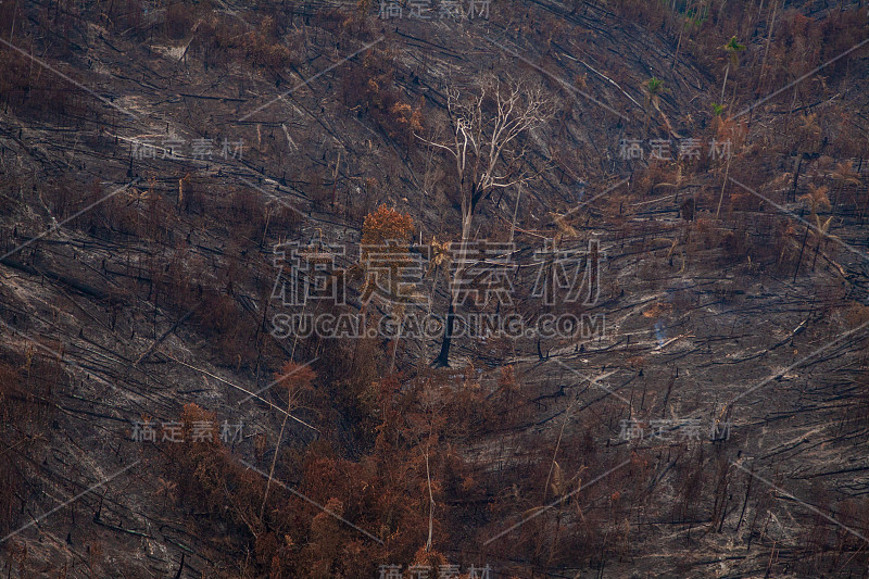 贾曼西姆国家森林内最近被烧毁和砍伐的地区。亚马逊雨林- Pará /巴西