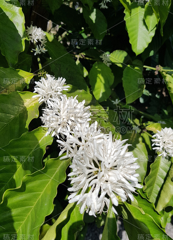 麝香猫咖啡的花