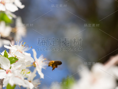 一只蜜蜂在李树上采蜜