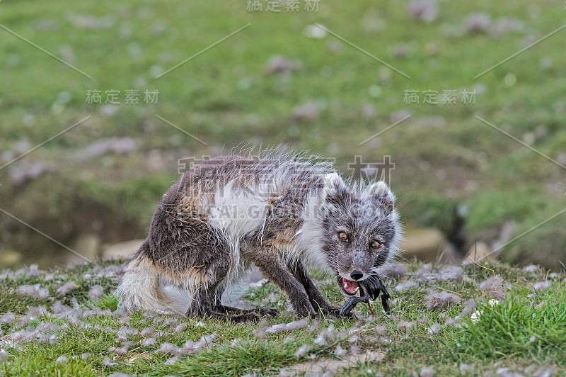 北极狐(Vulpes lagopus)，也被称为白狐、极地狐或雪狐，是一种原产于北半球北极地区的小狐