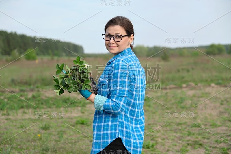 戴着手套的女性拿着园艺工具捧着草莓丛