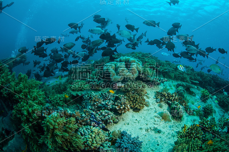 chubs鱼鱼，Gili，龙目岛，Nusa西，印度尼西亚水下