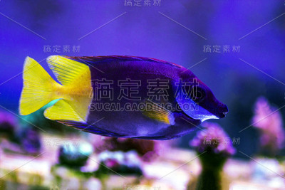 二色狐脸兔鱼(狐脸兔鱼)