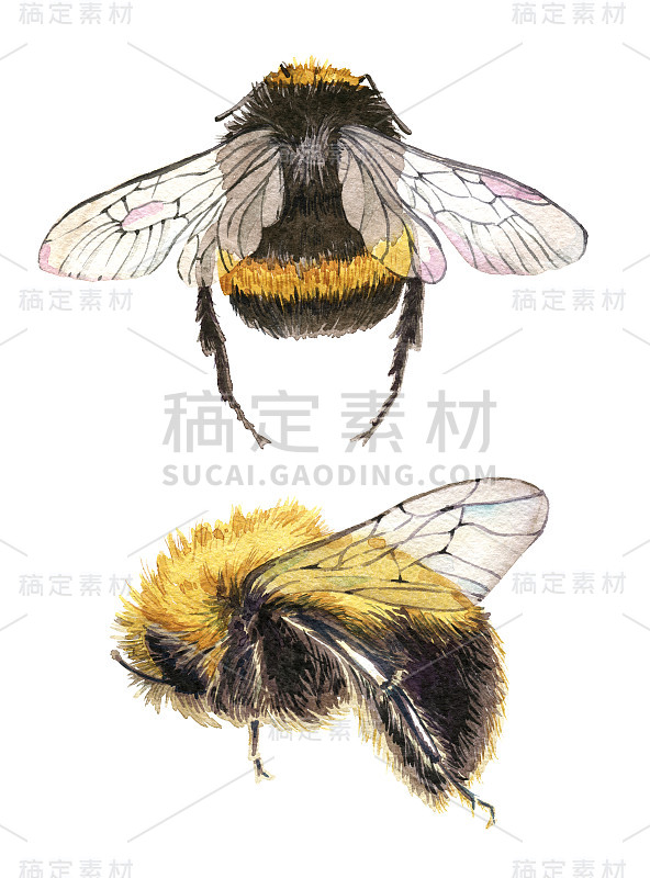 一套手绘水彩画蜜蜂在白色的背景