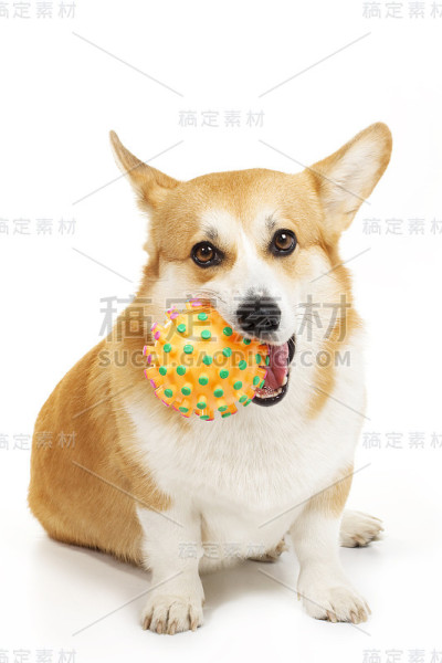 有趣的威尔士柯基犬彭布罗克玩狗玩具