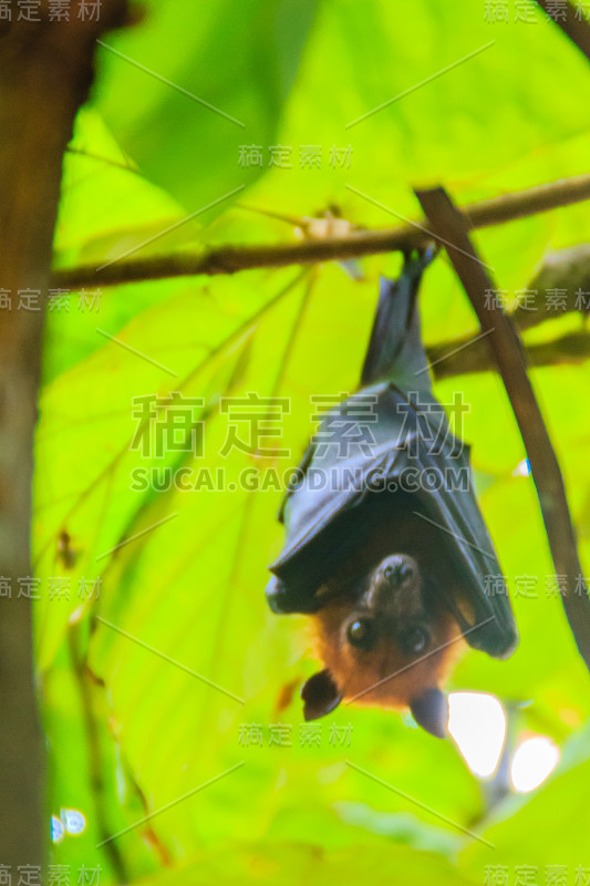 在泰国曼谷的Wat Po，泰国差春骚，用泰语说的Lyle's flying fox, Pteropu