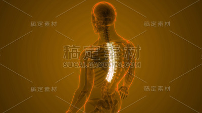 人体骨骼系统解剖学中的脊髓、脊柱、胸椎