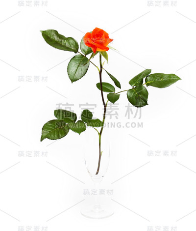 红玫瑰花朵