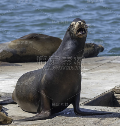 叫海狮