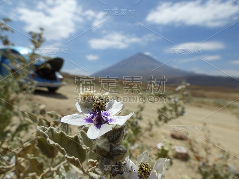 白色和紫罗兰花在沙漠地区附近的火山