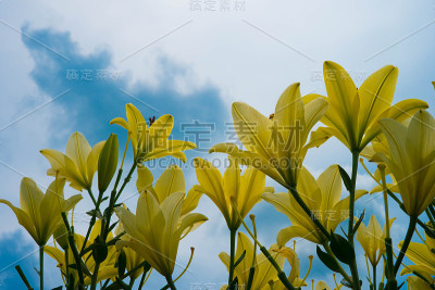 莉莉