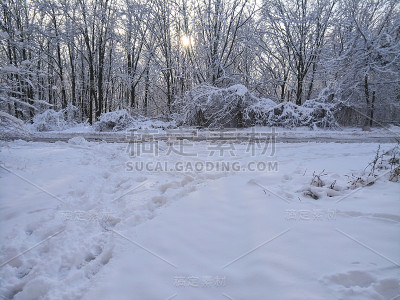 树在雪中，俄罗斯的冬天，阳光和雪，冬天的景色，融雪，潮湿的雪覆盖在树林里的树