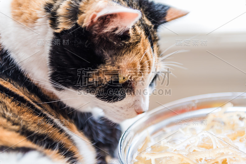 印花布猫嗅爱尔兰苔藓海藻食物在碗的微距特写