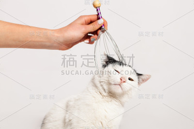 在白色的背景上梳理、抓挠一只黑白相间的猫