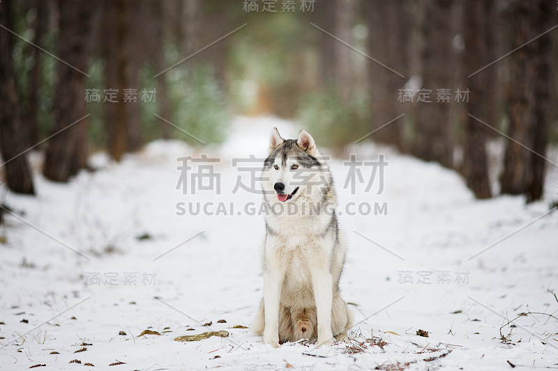 一个灰色的哈士奇坐在积雪的森林里的肖像。一只自然背景的狗。雪地里的狗。