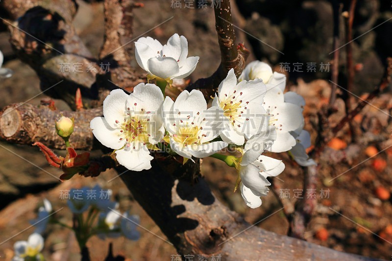 樱花、牧场、田野、樱花树、李子、油菜花、村庄、