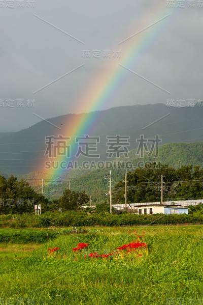 志贺农村常见的彩虹和丛顶红