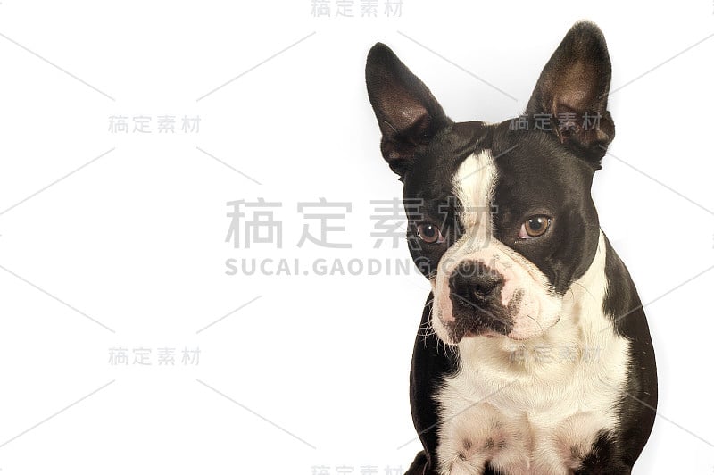 可爱的波士顿梗犬