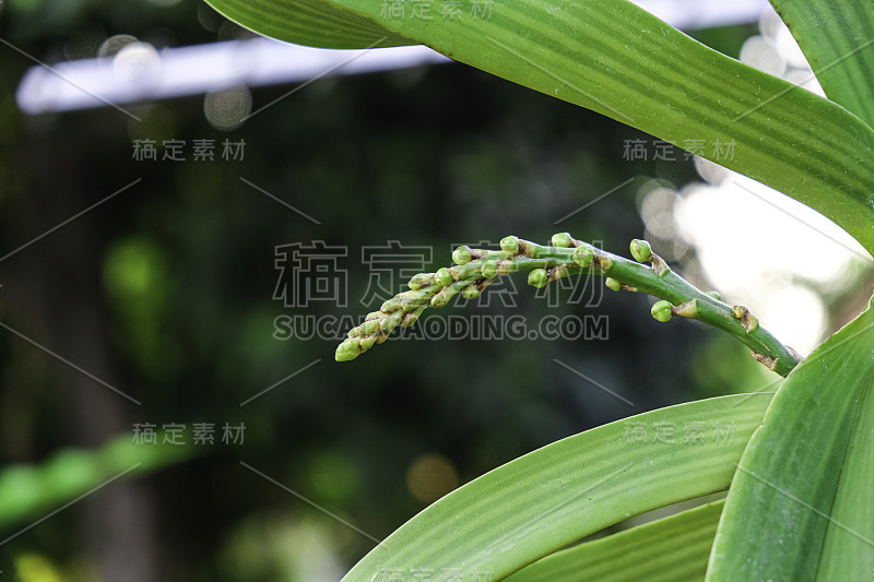 靠近花束花蕾兰花花树。绿叶背景与复制空间。天然野生，新鲜植物