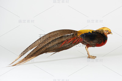 雉科动物的鸟
