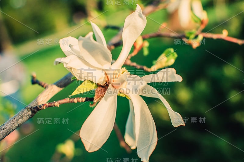 美丽的盛开的木兰枝与开放的花朵。春天的花园里，白玉兰和郁金香花。五月在植物园。