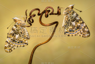 两只彩绘女蝴蝶栖息在一根藤条上