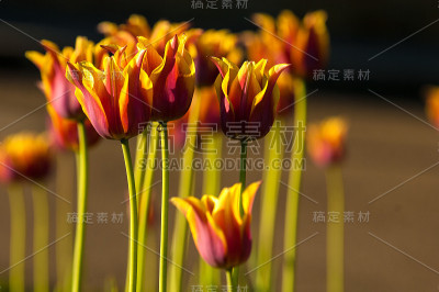 郁金香散景。