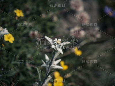 雪绒花