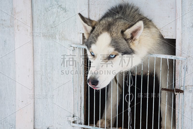 哈士奇一种西伯利亚哈士奇犬