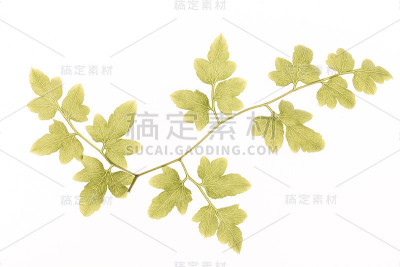 蕨类叶脉纹理，透光效果