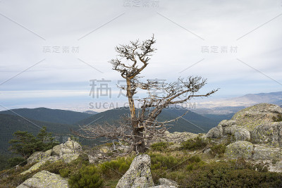 苏格兰松林和填充灌木