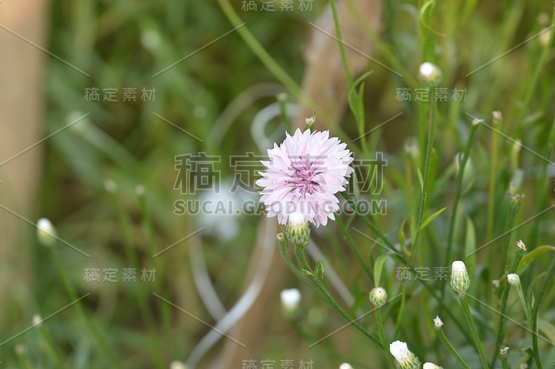 美丽的小白紫菀花