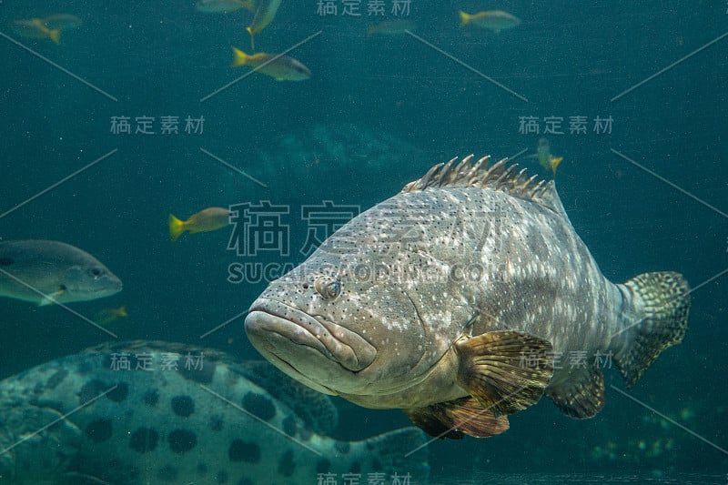 鞍带石斑。在东大西洋和西大西洋发现的一种石斑鱼科的大型咸水鱼。巨大的石斑鱼在蓝色的水生环境中游动。