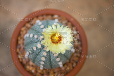 仙人掌和盆花