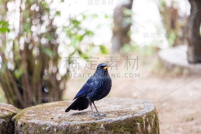 肌素因果关系
