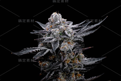 室内商业大麻种植和收获