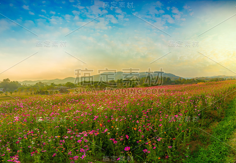 观赏美丽的宇宙花田在日落时间