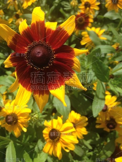 花自然叶色
