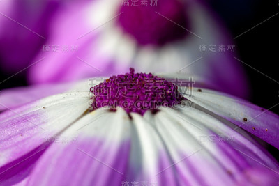 黛西