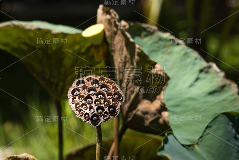 莲花种子荚