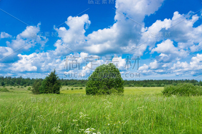 绿色的风景