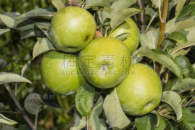 在户外，树枝上的青苹果准备被收获
