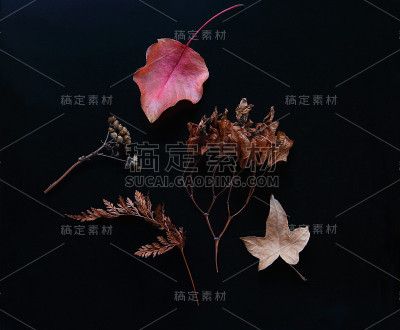 干叶子分组