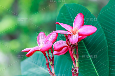 鸡蛋花在绿叶背景上