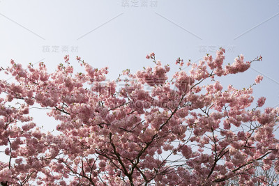 春天开花