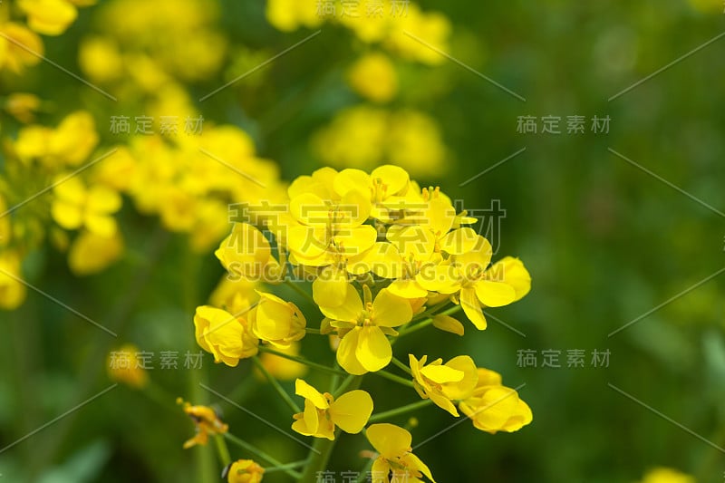 田间的油菜花