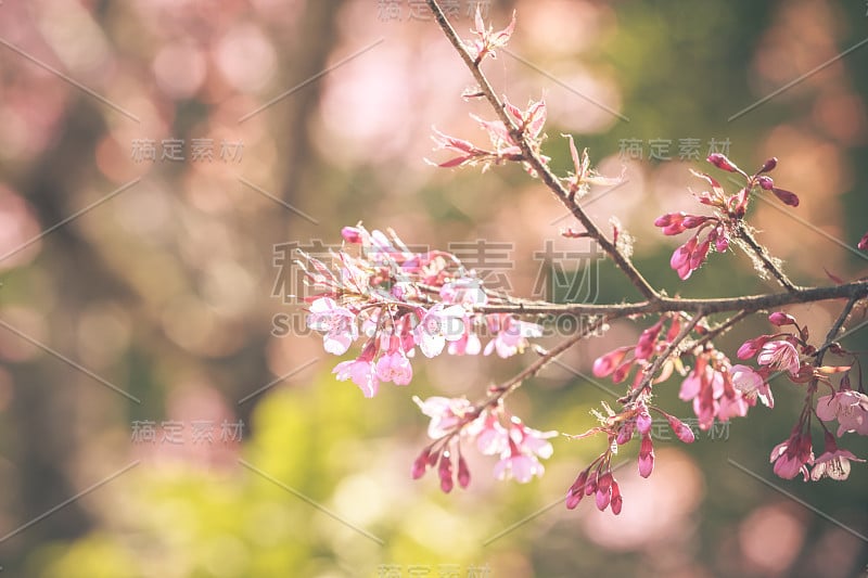 野生喜马拉雅樱春花