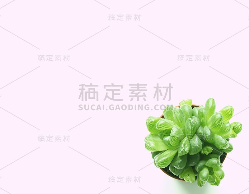 母鸡和小鸡植株孤立在白色背景上