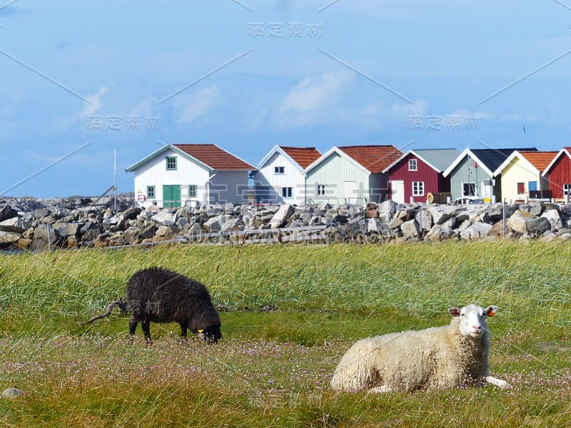 冰岛的Sheeps和陆地船ko斯特林宫国家公园遗址Stromstad。Bohuslan。去瑞典。